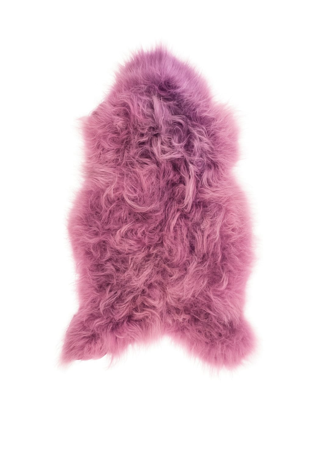 mouton islandais (couleur rose/rouge)