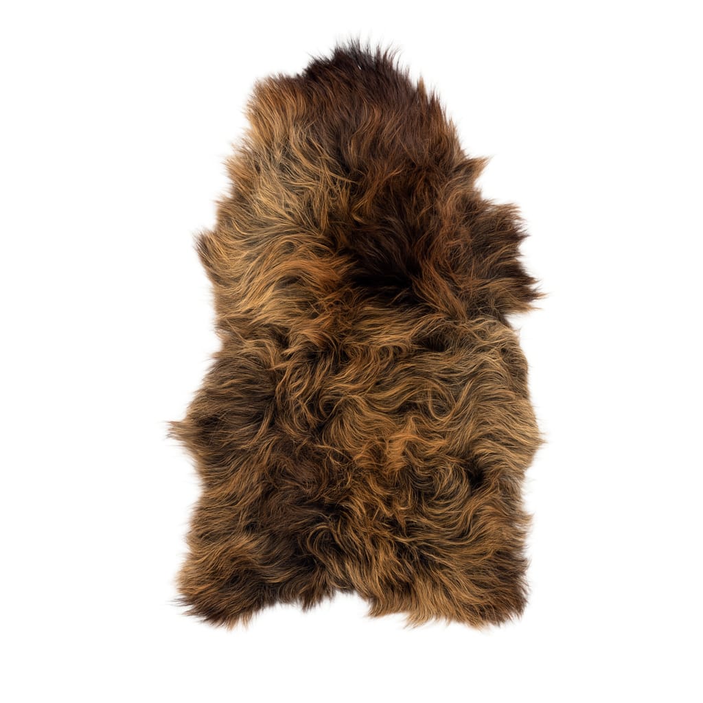 Mouton Islandais (couleur brune)