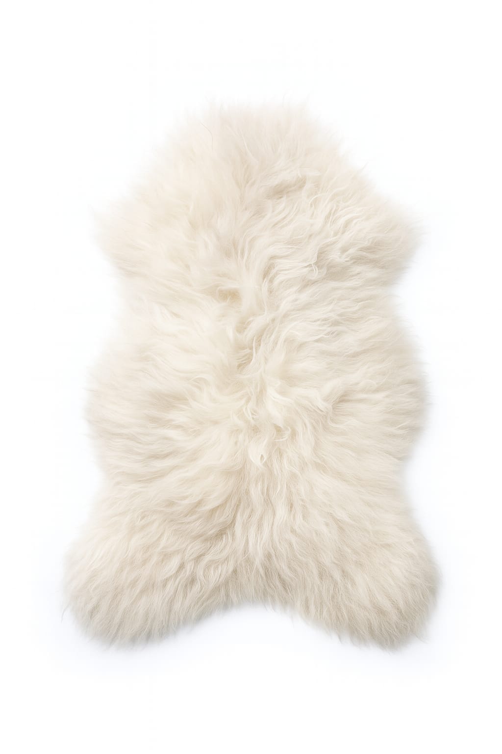 Mouton islandais (couleur blanche)