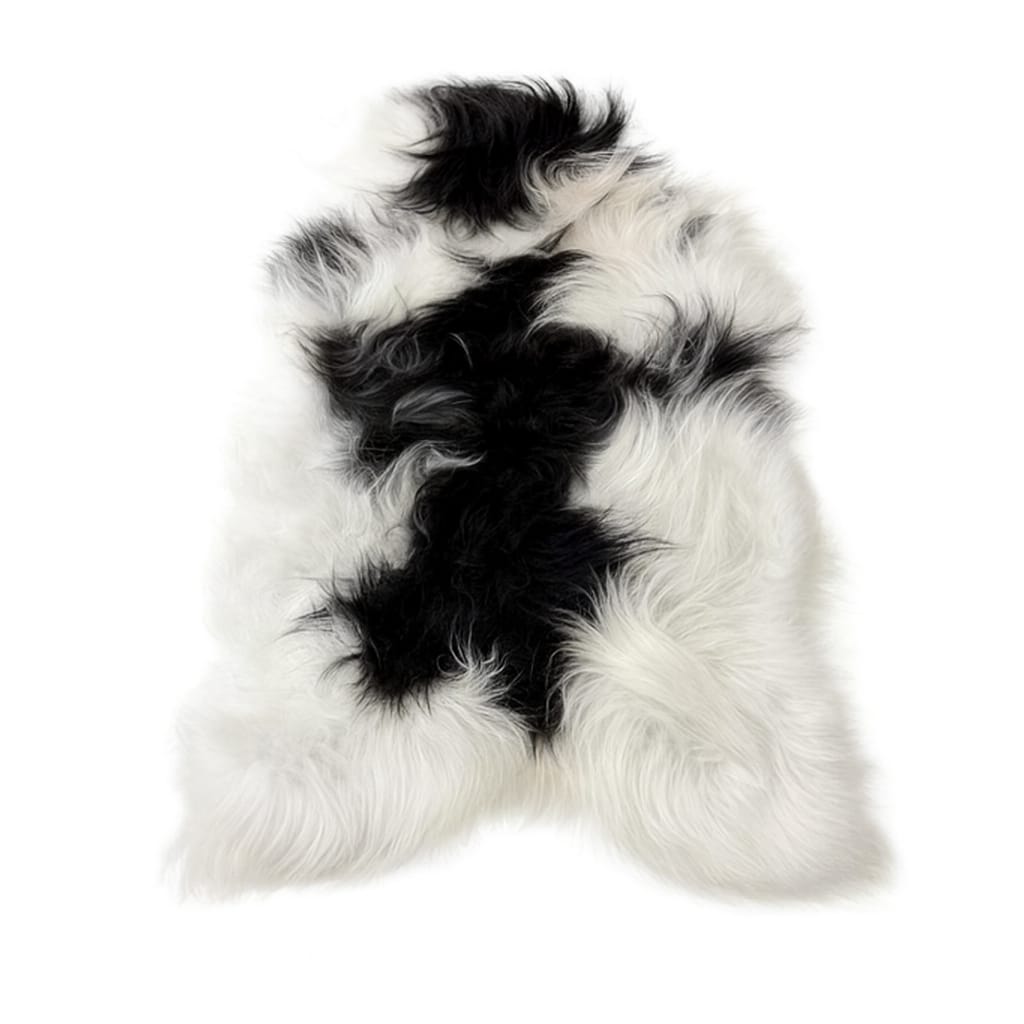 mouton islandais (noir/blanche)