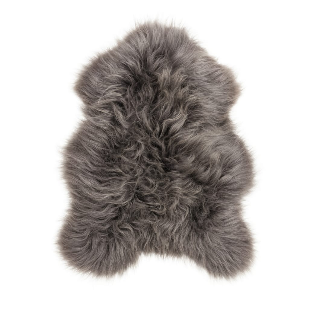 mouton islandais (couleur grise)